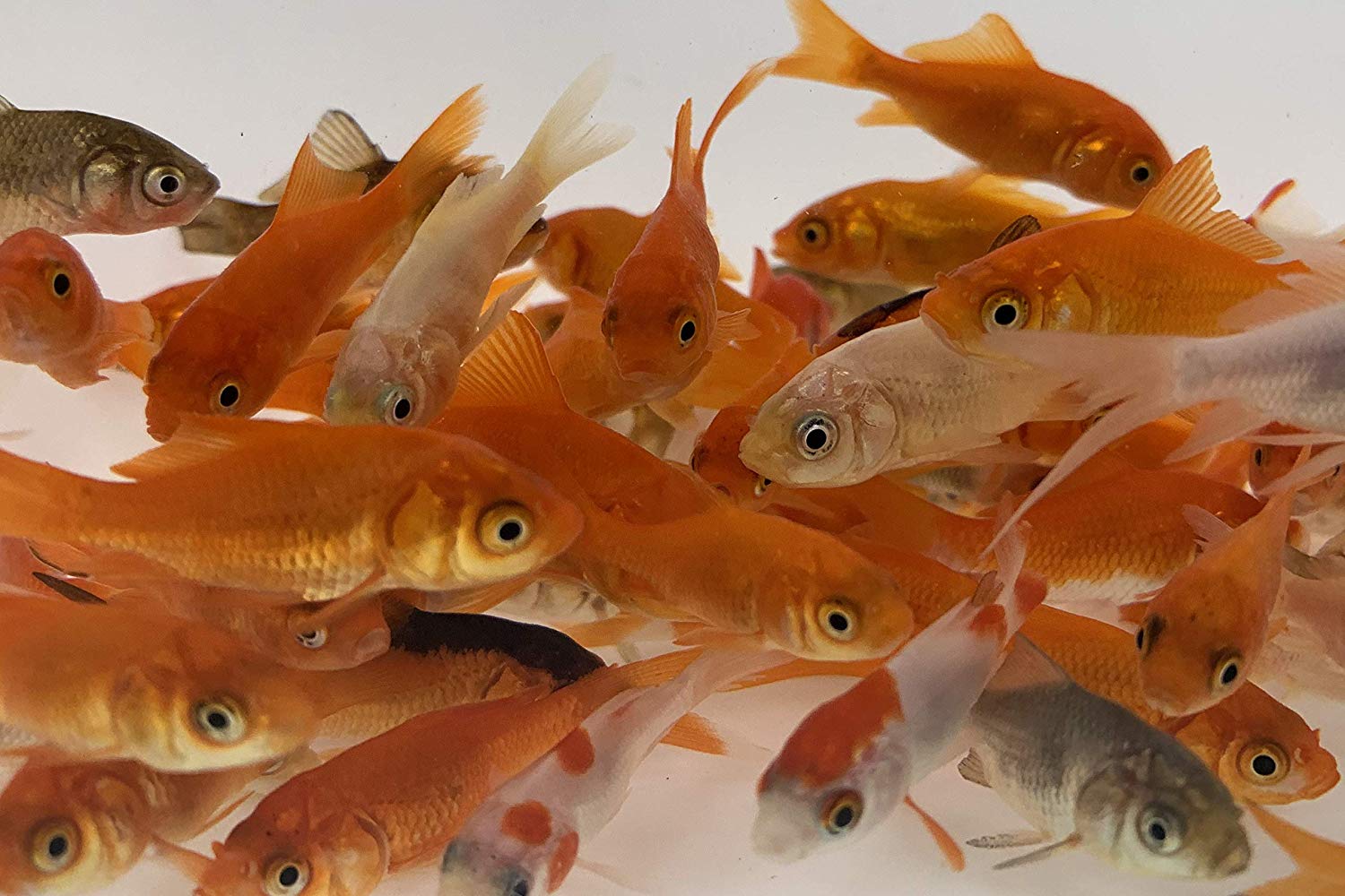 Feeder Goldfish