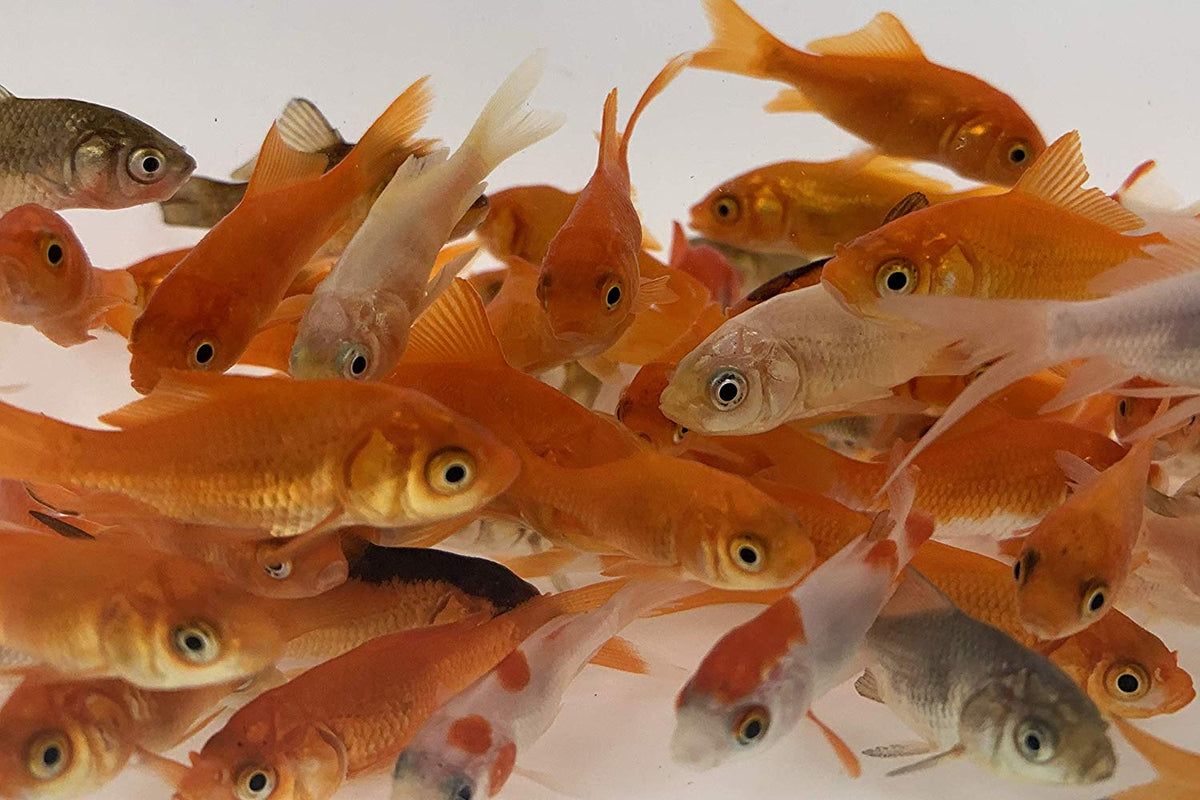 Live Goldfish Feeder Common Goldfish For Sale – Buy Live Feeder Goldfish Online ...