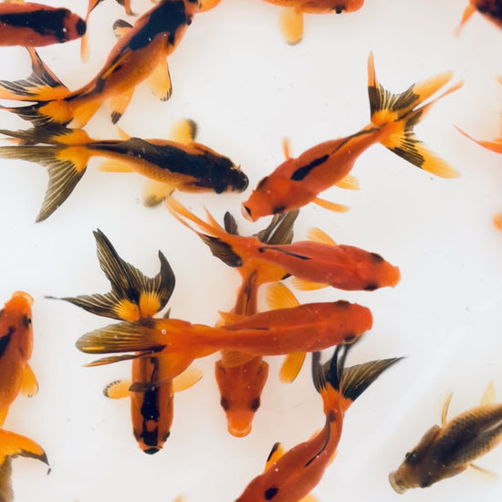 Toledo Goldfish Red and Black Fantail goldfish