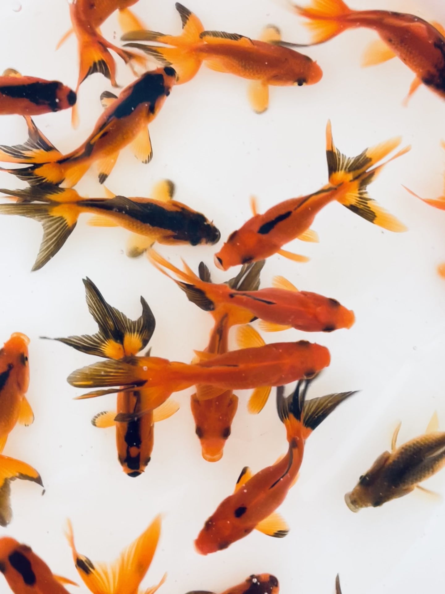 Toledo Goldfish Red and Black Fantail goldfish