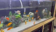 Load and play video in Gallery viewer, TOLEDO GOLDFISH CUSTOMER PHOTO
