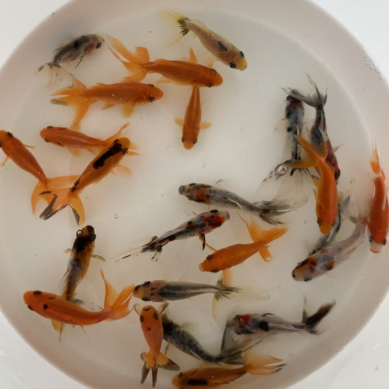 Toledo Goldfish Fantail Goldfish