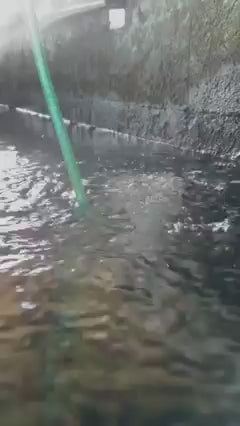 TOLEDO GOLDFISH | LIVE aquatic trapdoor snails