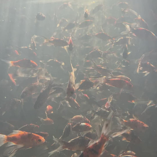 Toledo Goldfish Shubunkin Video