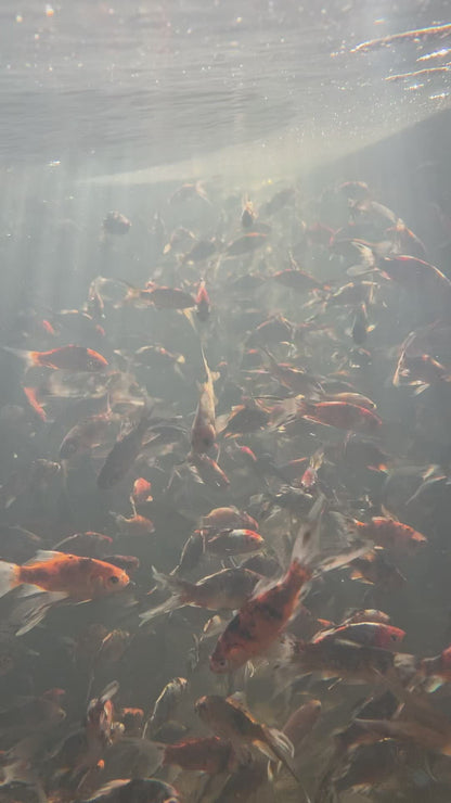 Toledo Goldfish Shubunkin Video