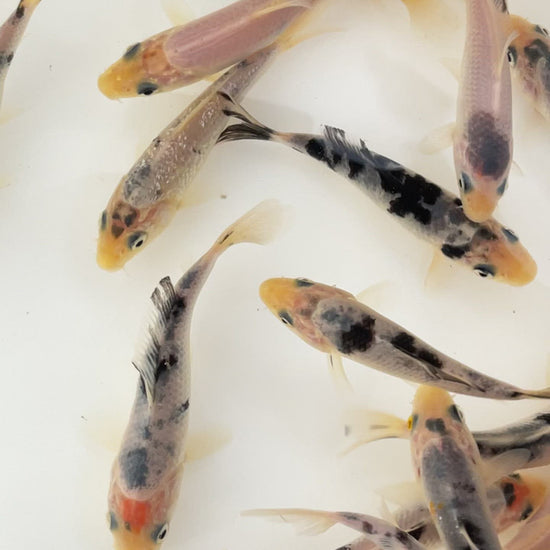 Toledo Goldfish white blue koi