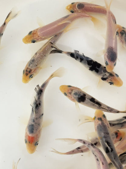 Toledo Goldfish white blue koi