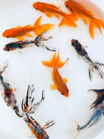 Toledo Goldfish | Assorted fantail combo, calico and red fantail goldfish