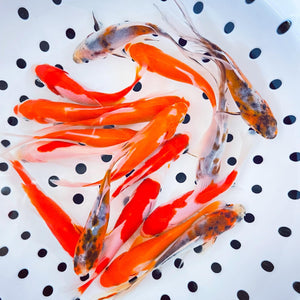 TOLEDO GOLDFISH | Assorted Goldfish: shubunkins, sarasa, shubunkins