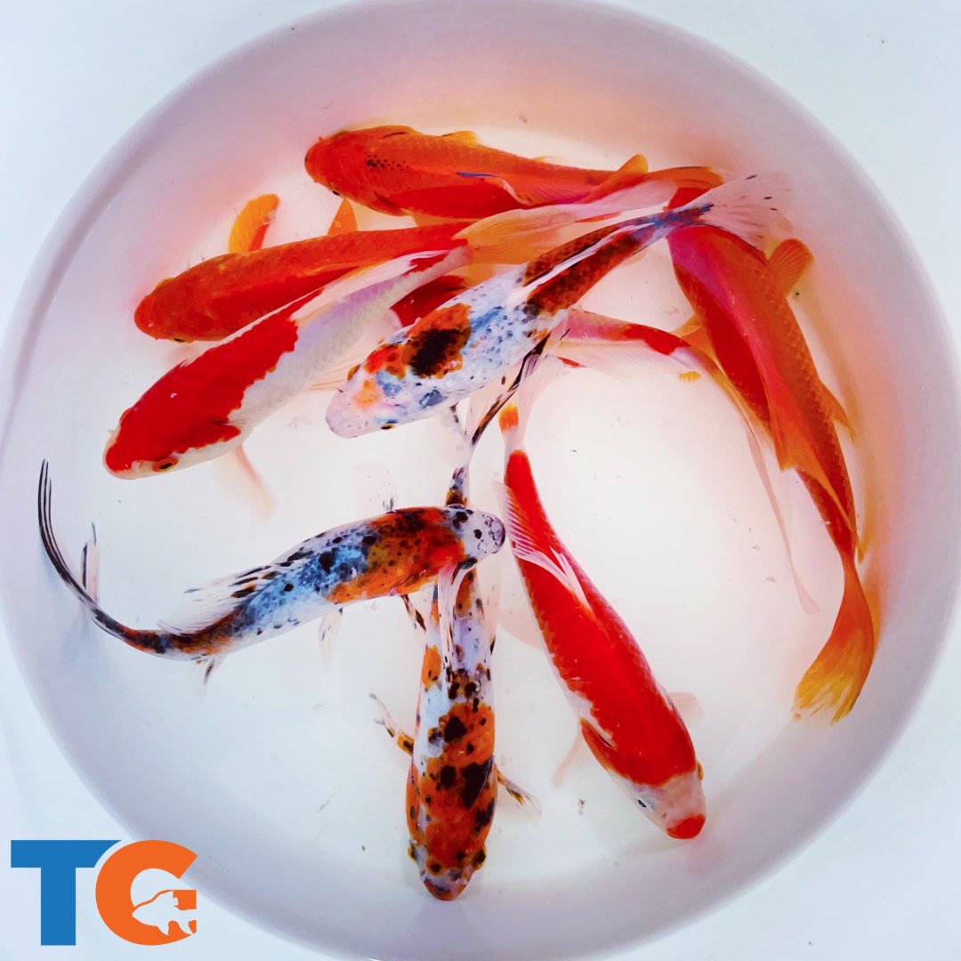 TOLEDO GOLDFISH | Assorted Goldfish large sarasa, common and shubunking goldfish
