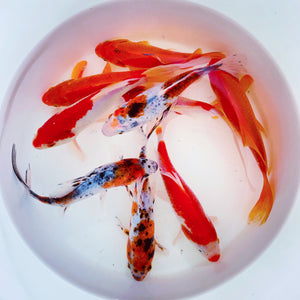 TOLEDO GOLDFISH | Assorted goldfish, shubunkin, sarasa, and common goldfish
