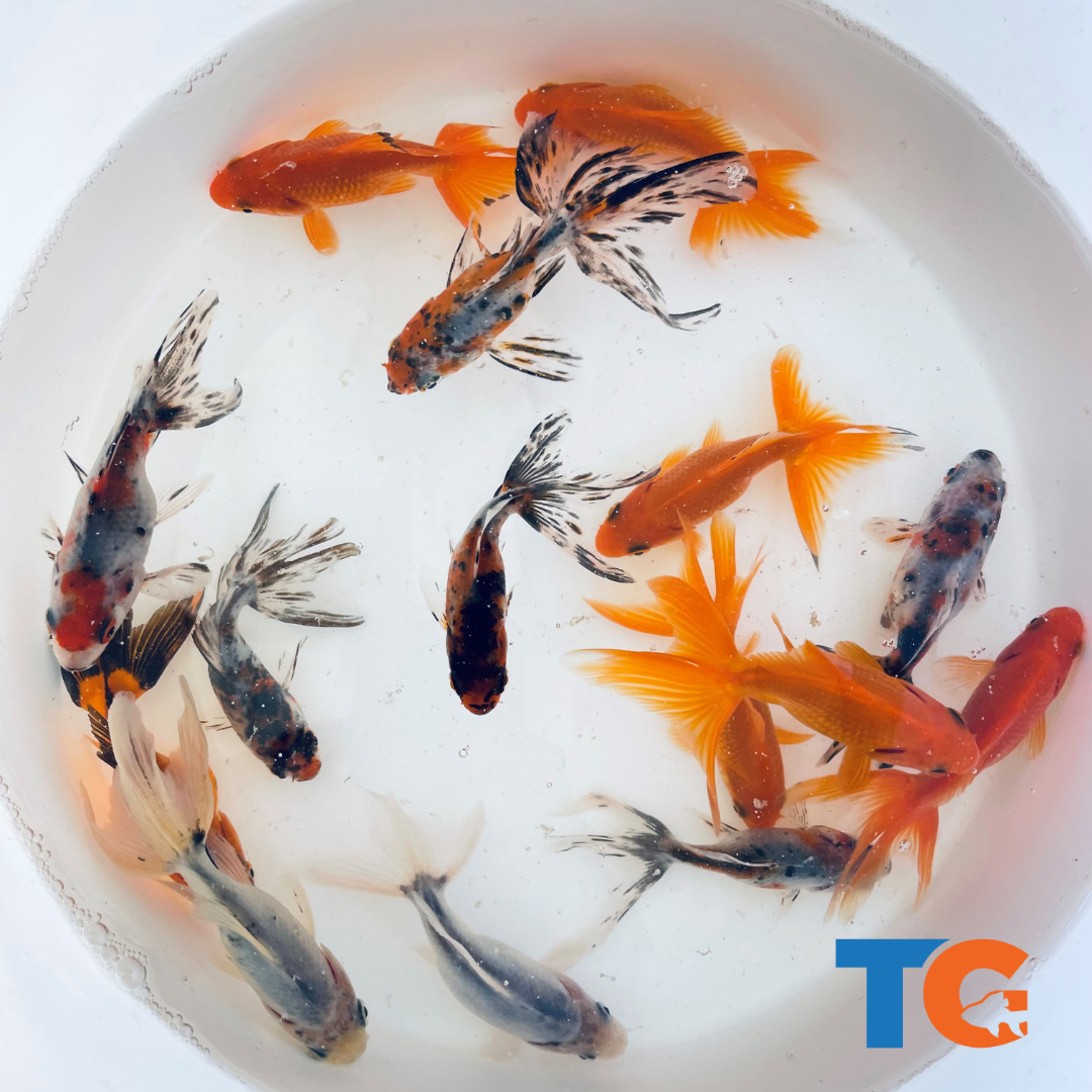 Toledo Goldfish | Assorted fantail combo, calico and red fantail goldfish
