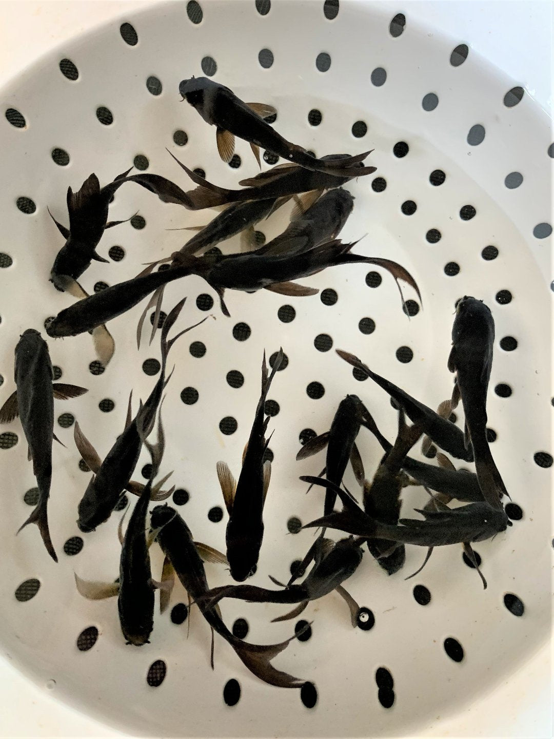 Toledo Goldfish Black Koi