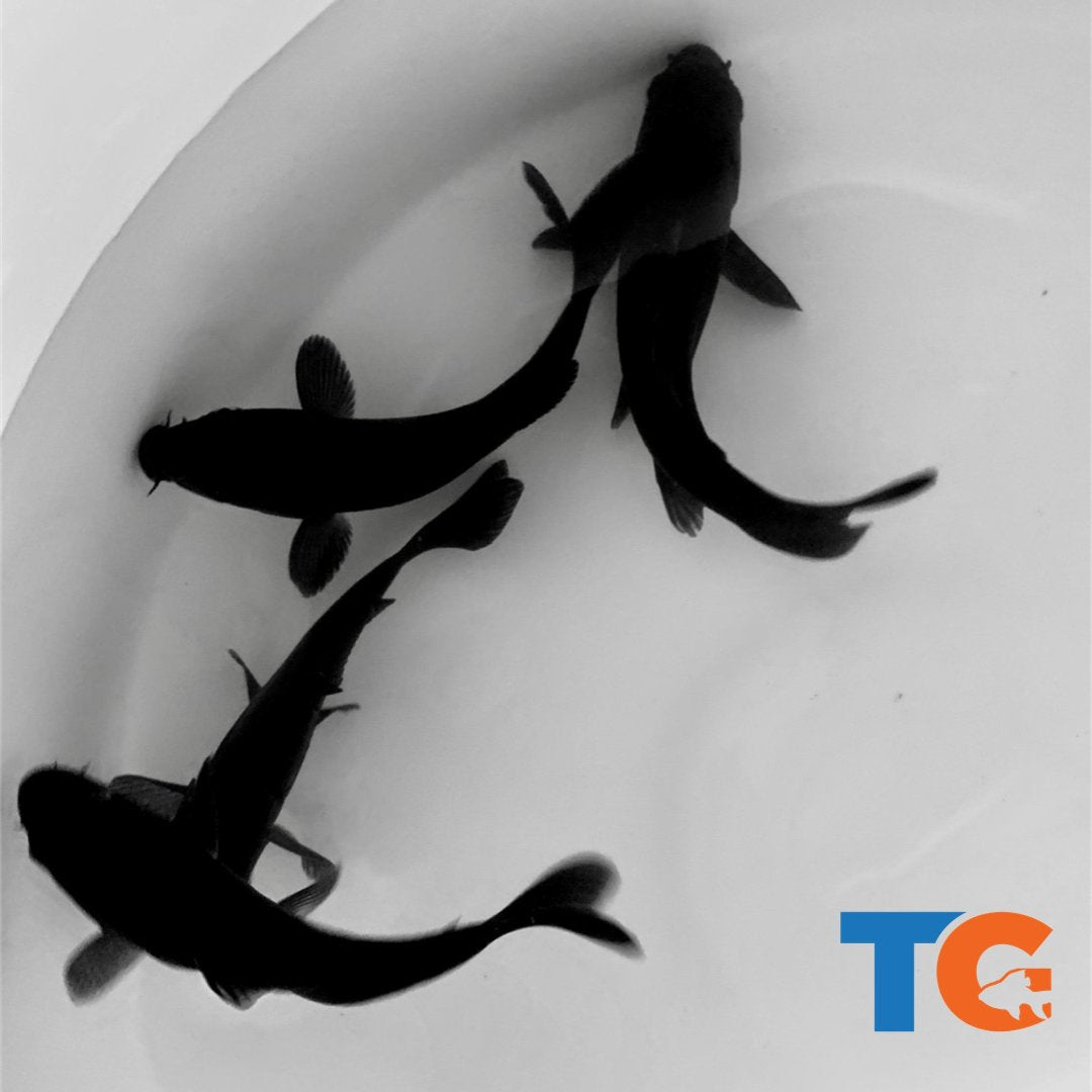 Toledo Goldfish Black Koi