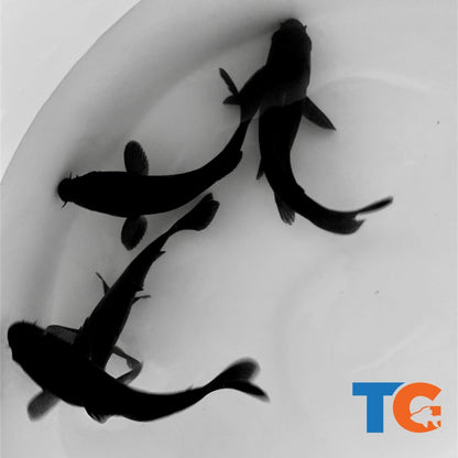 Toledo Goldfish Black Koi