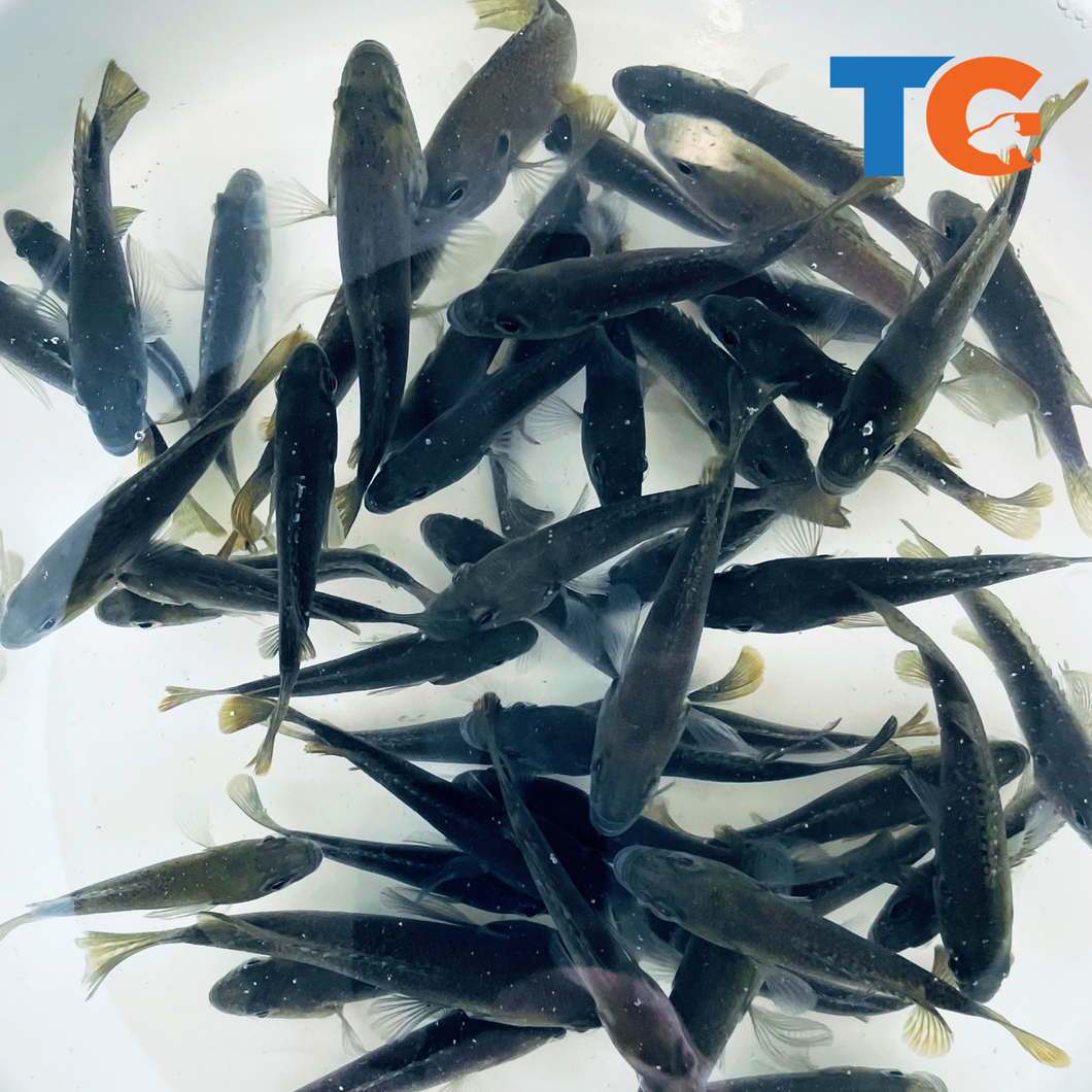 Toledo Goldfish bluegill