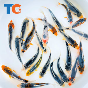 Toledo goldfish blue calico koi