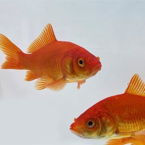 Toledo Goldfish common goldfish