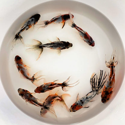 Toledo Goldfish Calico Fantails