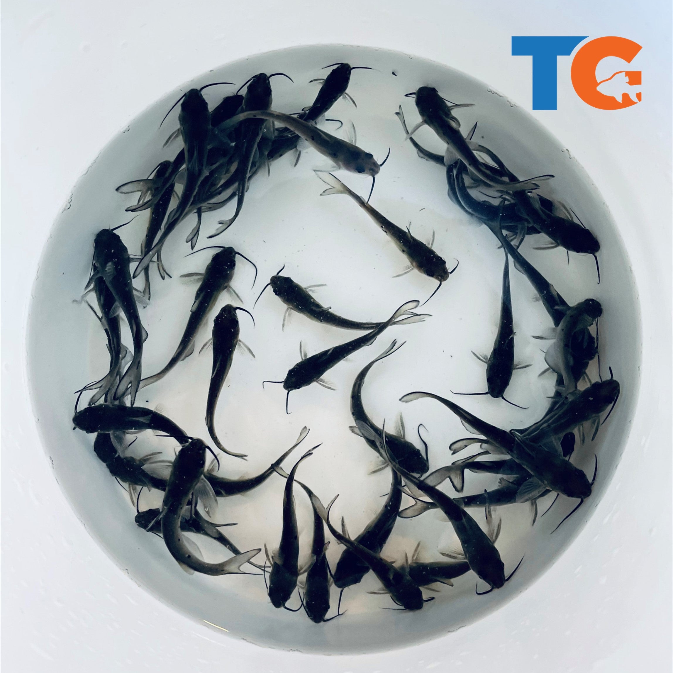 Ornamental Channel Catfish – Toledo Goldfish