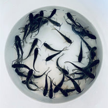 Load image into Gallery viewer, TOLEDO GOLDFISH | Catfish

