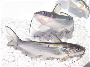 Toledo Goldfish catfish
