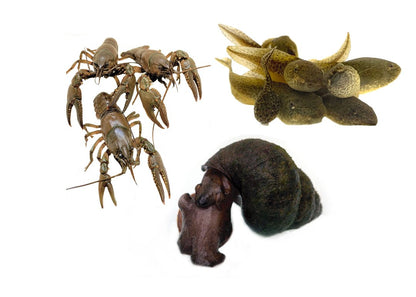 TOLEDO GOLDFISH | Pond pack combo