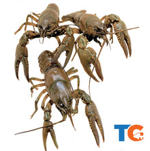 Load image into Gallery viewer, TOLEDO GOLDFISH | Crayfish | Shipping | Live arrival guarantee
