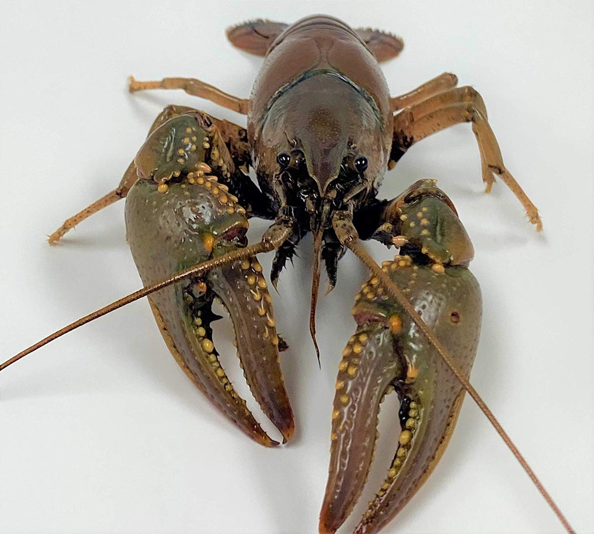 Crayfish For Sale – Buy Live Crayfish Online | Toledo Goldfish