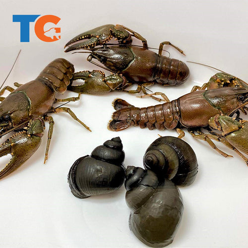 Toledo Goldfish | Crayfish Snail combo