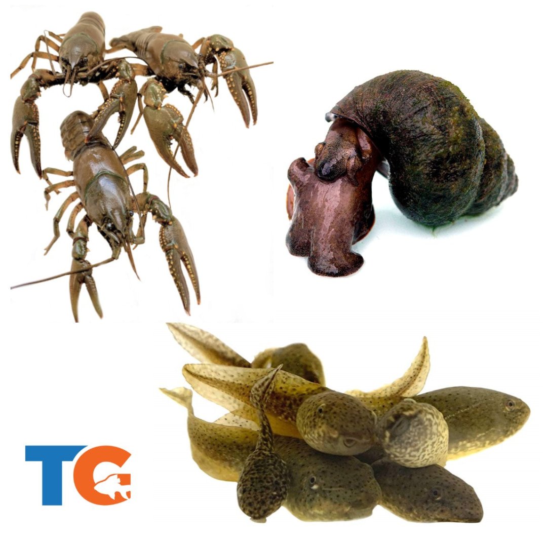 TOLEDO GOLDFISH | Crayfish, trapdoor snail, bullfrog tadpole for pond stock