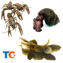 Load image into Gallery viewer, Crayfish, Trapdoor Snail &amp; Tadpole Combo
