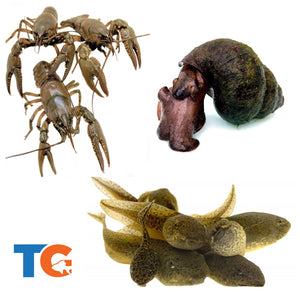 Crayfish, Trapdoor Snail & Tadpole Combo