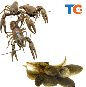 Toledo Goldfish Crayfish and tadpole combo