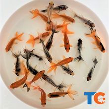 Load image into Gallery viewer, Toledo Goldfish Fantail Combo
