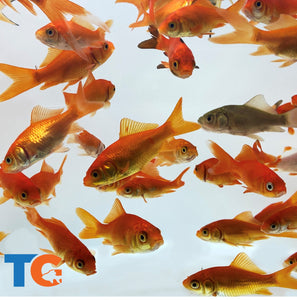 TOLEDO GOLDFISH | Feeder common Goldfish