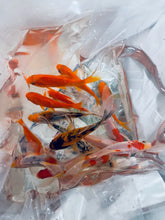 Load image into Gallery viewer, TOLEDO GOLDFISH | Assorted goldfish in a shipping bag
