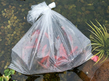 Load image into Gallery viewer, TOLEDO GOLDFISH | Goldfish acclimation in a pond with fish in unopened bag floating in pond
