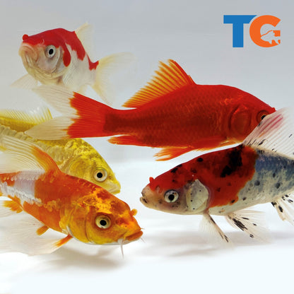 TOLEDO GOLDFISH | Goldfish and koi combo with Standard and butterfly fin koi common sarasa and shubunkin goldfish