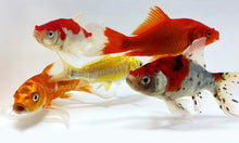 Load image into Gallery viewer, Toledo Goldfish | koi and goldfish combo standard and butterfly fin koi sarasa common shubunkin goldfish
