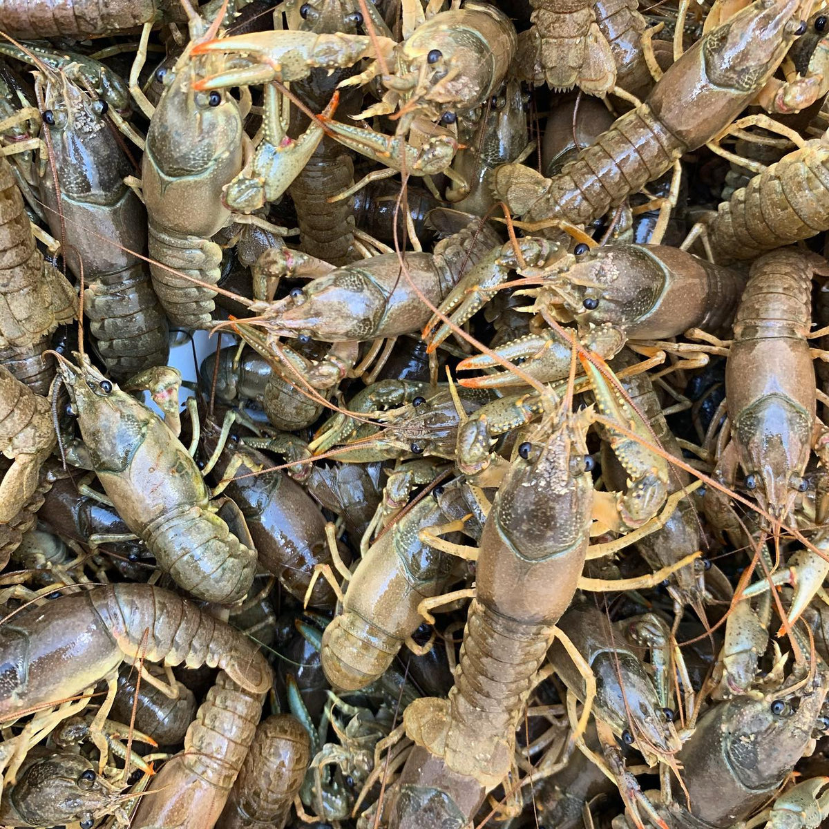 Crayfish For Sale – Buy Live Crayfish Online | Toledo Goldfish