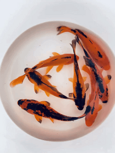 Toledo Goldfish Red & Black Goldfish Common Comet for ponds or aquariums