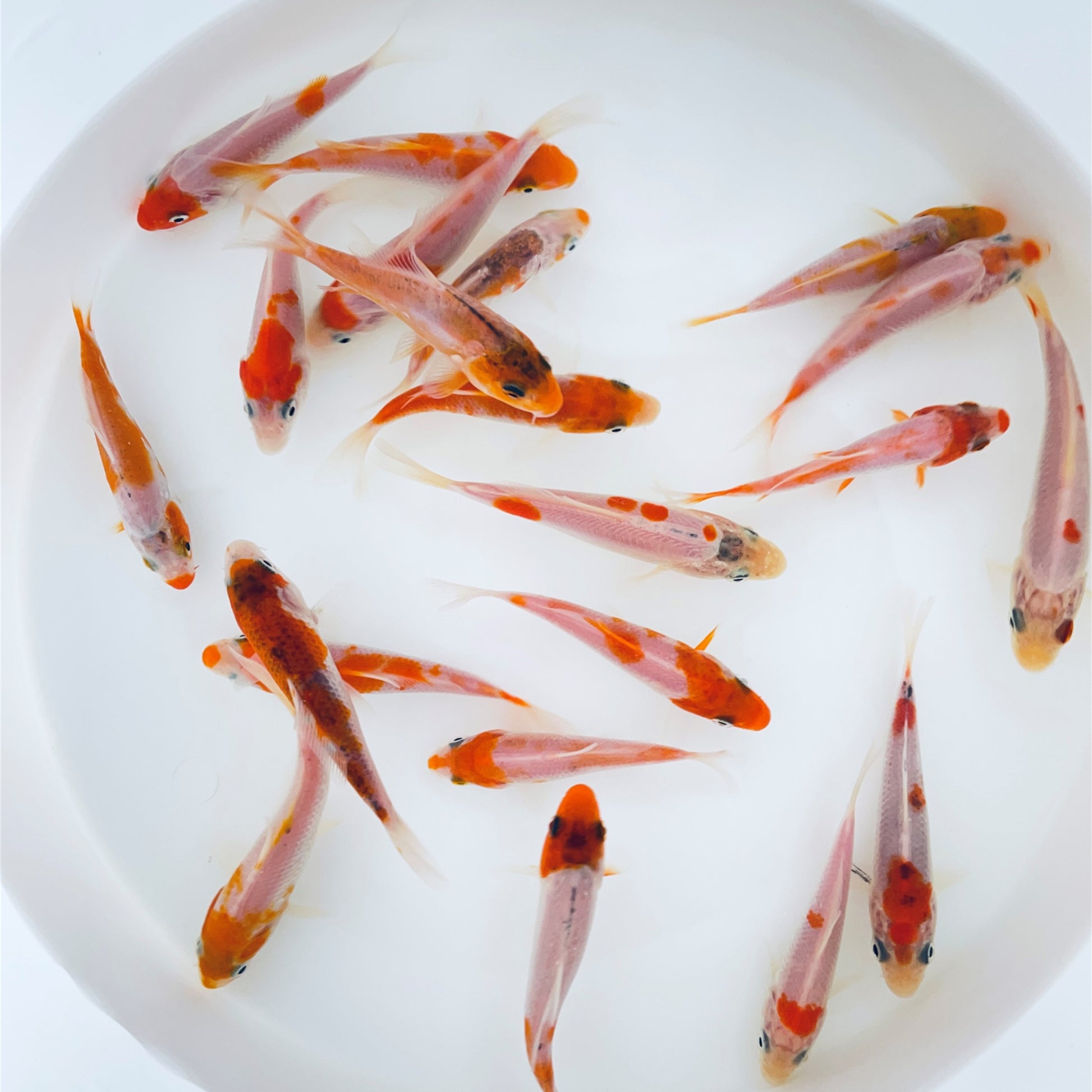 Red & white koi Toledo Goldfish