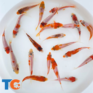 Toledo Goldfish Red & White Koi