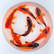 Load image into Gallery viewer, Toledo Goldfish Red &amp; Black Goldfish 
