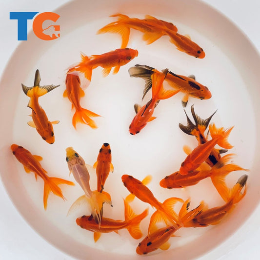 Toledo Goldfish | Red Fantail Goldfish for aquariums