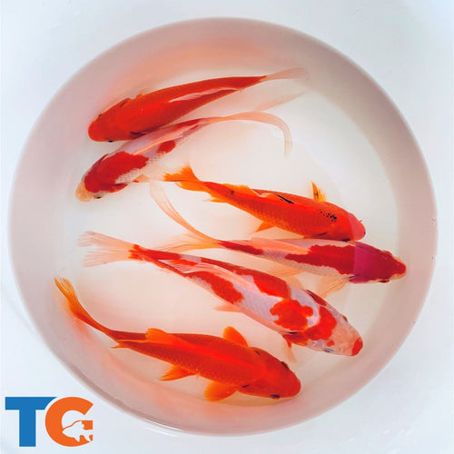 TOLEDO GOLDFISH | Sarassa & Comet Goldfish for pond stocking or aquariums