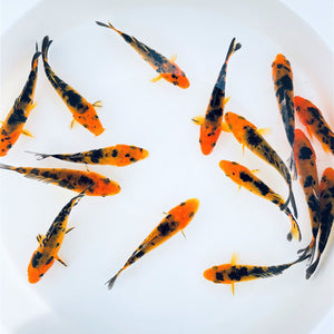 Toledo Goldfish Red and black koi butterfly and standard fin koi