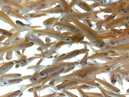 TOLEDO GOLDFISH | Rosie Red Minnows a pink fathead minnow for pond stocking feeder fish