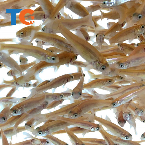 live minnows for sale, live minnows for sale Suppliers and